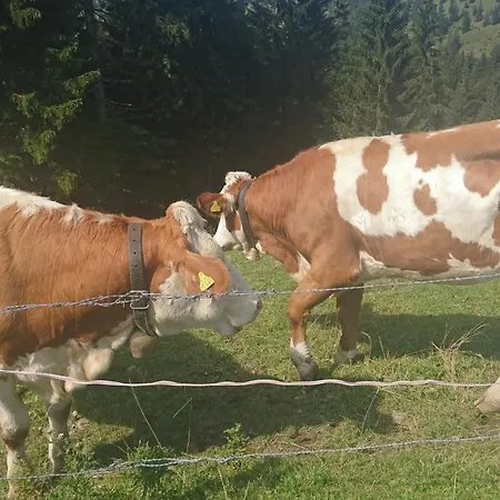 Maurers Schlierseetraum 1 Hochwertige Erdgeschosswohnung Mit Allen Raffinessen Erfreut Sich Auch Urlauber Idealerweise Fuer Paar Mit Kindern Geeignet Und Vierbeiner Dank Des Tollen Zauns Auf Der Terrasse Stylisch Und Edel Von Der Ausstattung Mit 64 Q Appartamento Schliersee